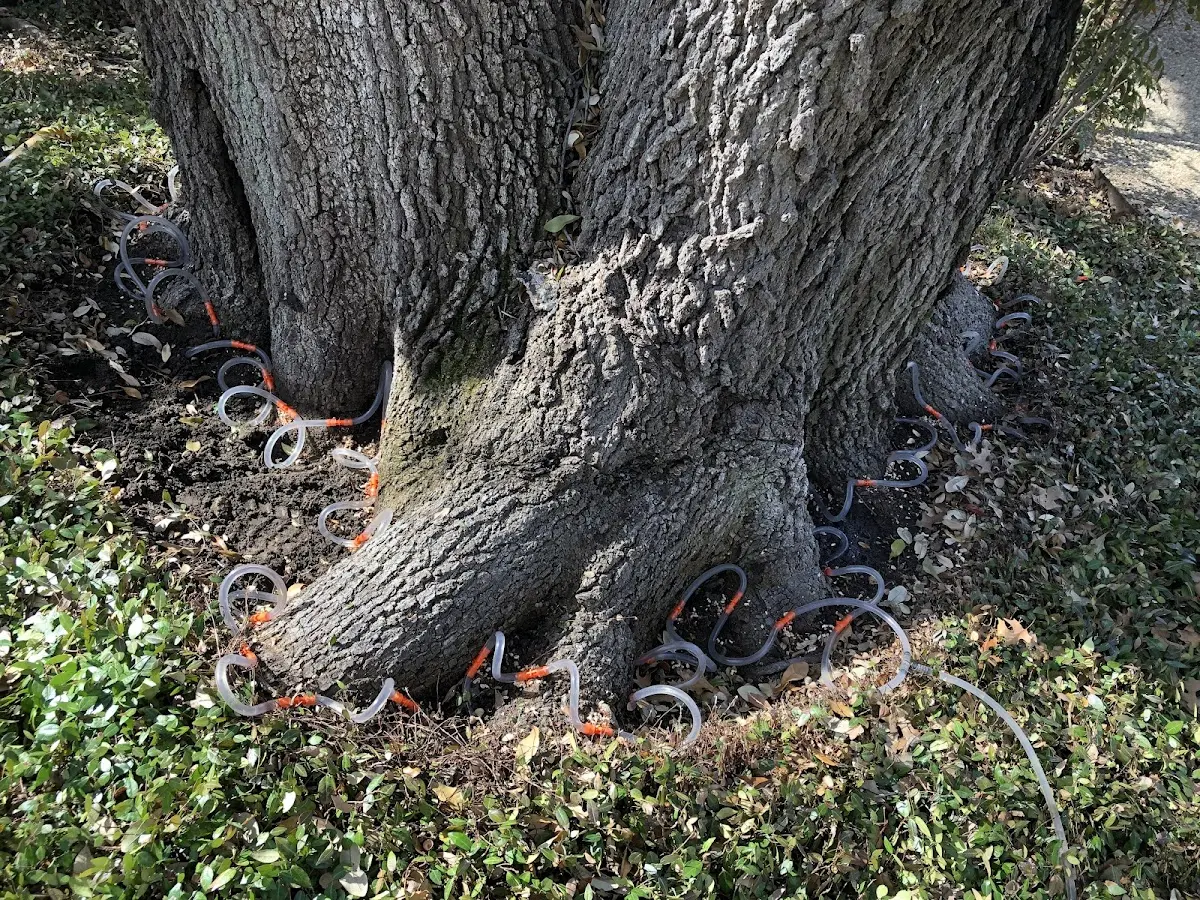Detailed Shrub and Hedge Trimming job site in Sweeny