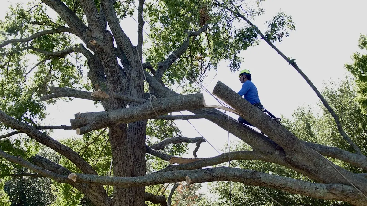 Professional Crown Thinning performed by certified arborists in Sweeny