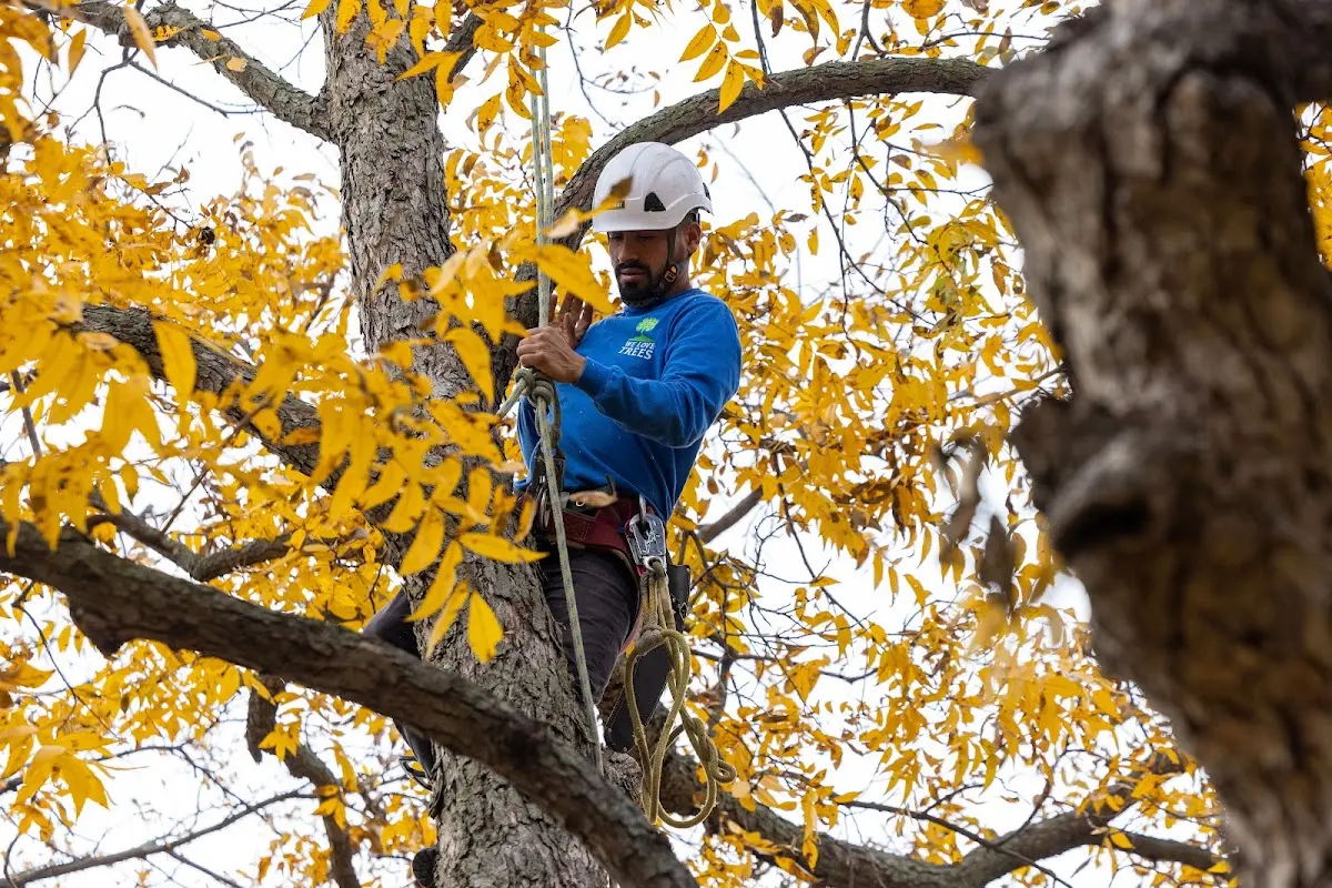 Skilled Dead Tree Removal crew working in Sweeny